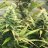 Ledgrownewby