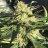 Highdesert420
