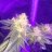 KingKush1130