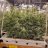TreesandCo