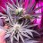 Notamastergrower