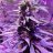 Speedweed78