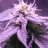 Sourkush860