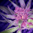 Dr.SmokinLoud