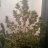 MrGreenbud