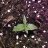 abmgrow