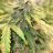 Pottscreekweedfarmer