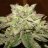 blazeoneup