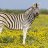 zebrafarms