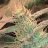 TerpenePete