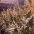 SDBgrow