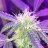 Redbush117