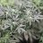 BUSHYBUD