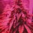 bluntforce75
