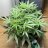 cornishkush68