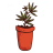 Mali_macchiato