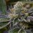 Kissing.mary