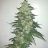 sugarleafdaddy