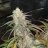 Newgrower12