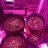 716legalgrow