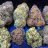topcalistrains