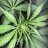 CannaIvy