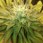 Phenohunter420