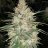 Smokey4201991