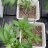 farmerjgenetics868
