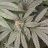 codylovestogrowbuds