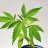 plantlover84