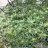 Greenfinger80