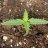 Herbalvore
