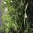 fishbush