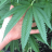 Islandthc