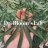 Drbloomslab