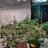 BeardedGuyGrows