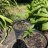 Herbalists