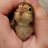 birdiegro