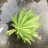 Shayanweed