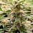Buddz3118