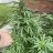 Super8stoner8