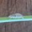 CAgrower
