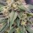 bigbud703