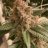 BackwoodsMT