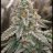 Alwazedank.genetics