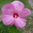 michgrower