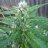 Jayflint810
