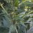 GrowStedyFlo