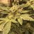 SinSemillaWhisperer420